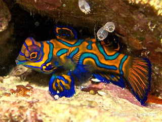 Mandarin Fish