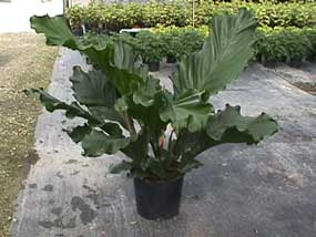 Anthurium Plowmanii Ruffles