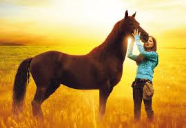 Best Horse HD Free Photos Download.7