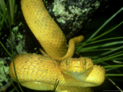 Venomous snakes and Snake Bite ~ planetanimalzone