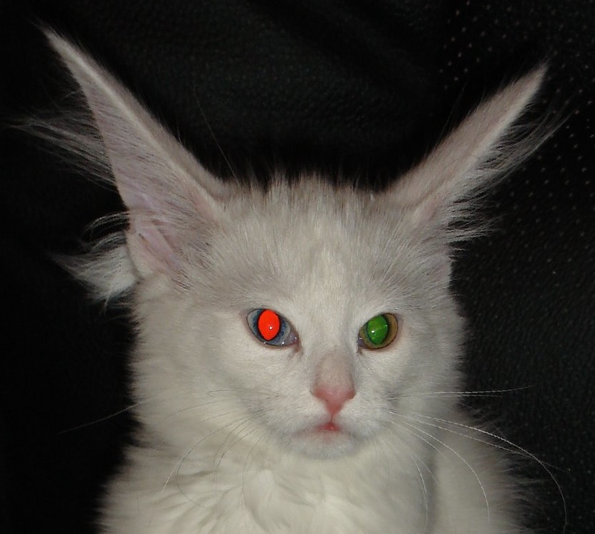 An odd-eyed cat in flash photograph
