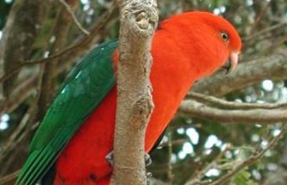 Australian King Parrot - The most beautiful bird pictures - The most beautiful bird pictures - NeotericIT.com