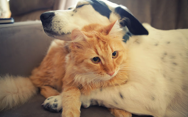 Dog Hugging Cat Animals Friendship HD Wallpaper