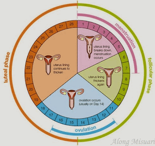 panduan mengira waktu subur wanita