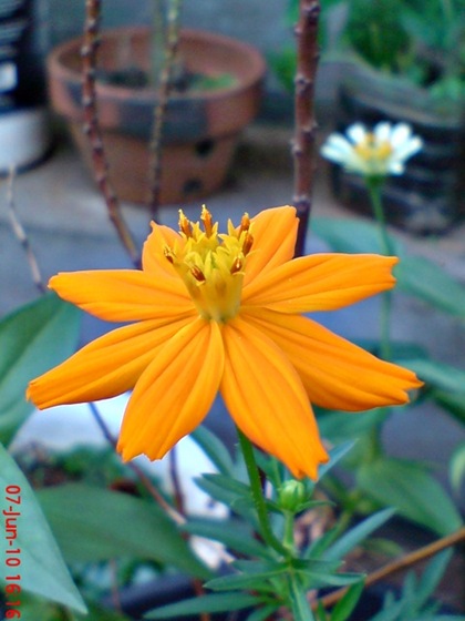 Cosmos sulphureus -  sulphur cosmos - kenikir