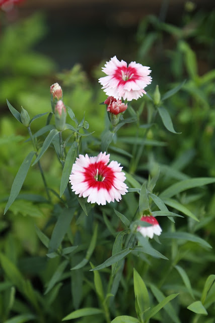 Two-tone Pink Dianthus Flowers Pinks