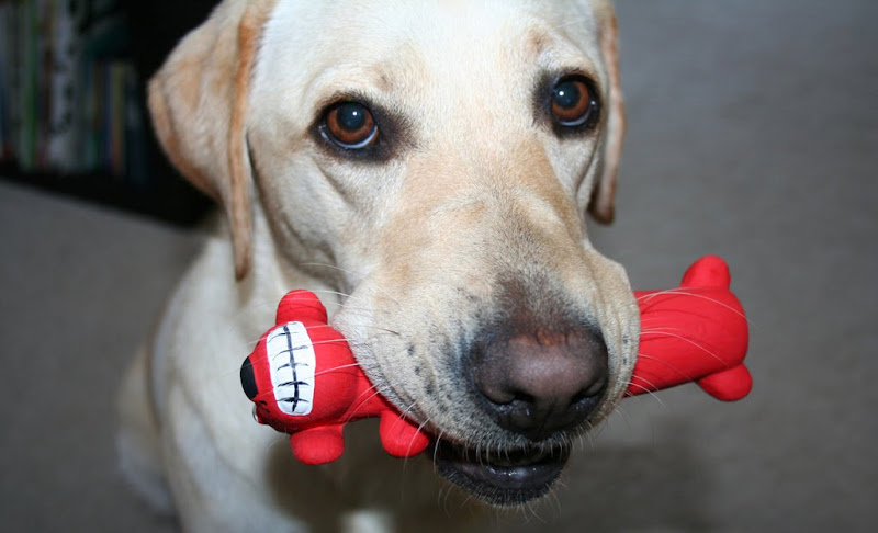 hilarious close up of cabana with a skinny red dog toy in her mouth, the toy is about 6 inches long with head at one end and a large toothy smile on its face