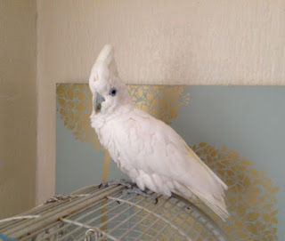 Umbrella cockatoo