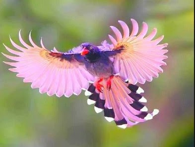 Pictures Of Pretty Birds