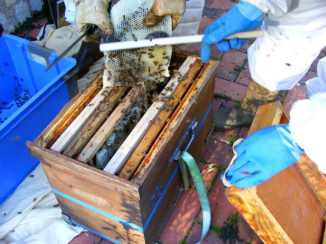 Brushing rescued honey bees into a hive, Indre et Loire, France. Photo by Loire Valley Time Travel.