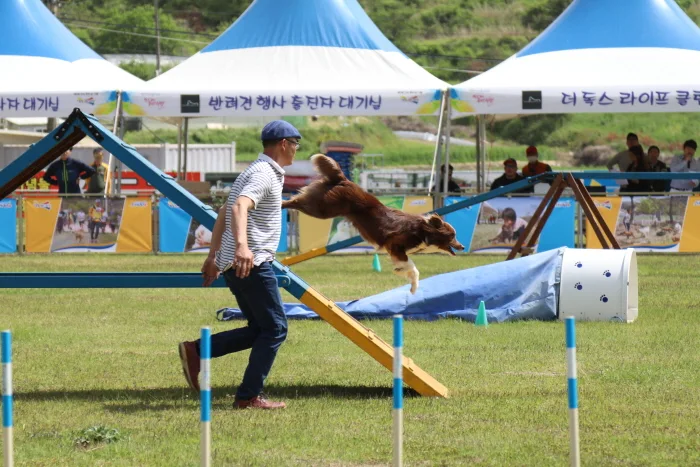 천연기념물 제53호 진도개의 날(5월3일) 기념, 2019 ‘진도개 페스티벌’ 개최