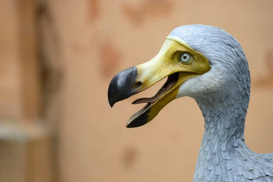 Dodo historia, como lo van a revivir, extinción, real, donde vivía, tamaño real, características, alimentación, ultimo dodo, porque se llama dodo