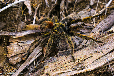 tarantula fuzzy legs close up patagonia chile rio claro whereisbaer.com Chris Baer