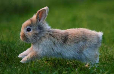 best pet rabbit