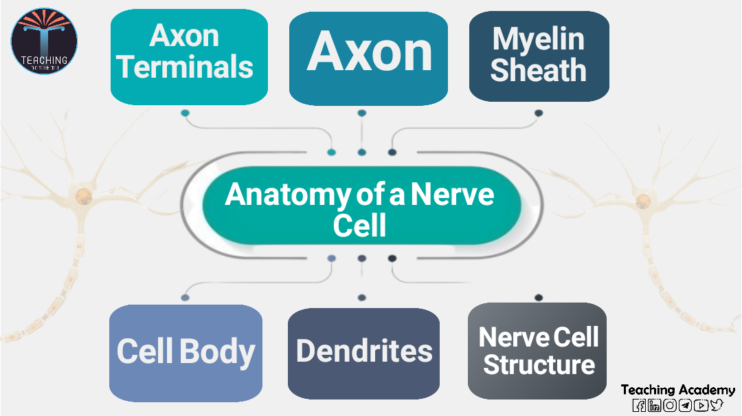 Neuron (Nerve Cells) Structure