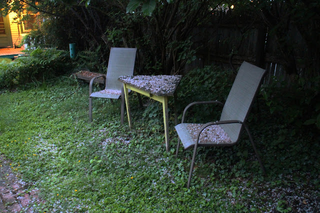 Lilac blooms fallen to the ground, a carpet of fallen lilac blooms after a rainstorm, maine, garden, twilight