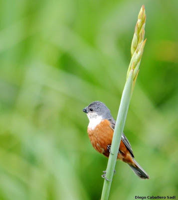 argentinian birds Marsh Seedeater