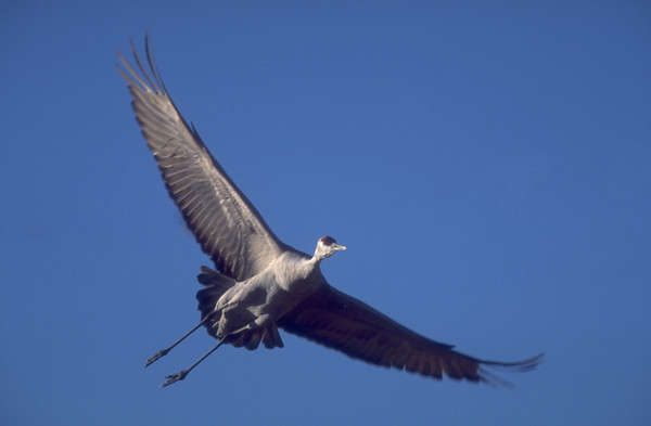 Beautiful,cute red,black,gray and white crane in flying position, wallpaper,picture,images