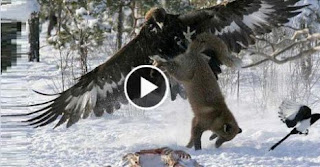 http://www.dunniyanews.com/news/10888/eagle-fights-wolf-and-deer/