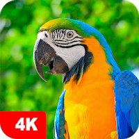 Parrot Wallpapers 4K Apk Download for Android
