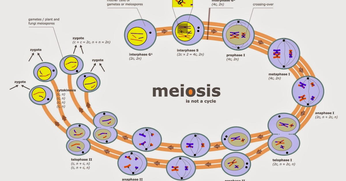 La meiosis