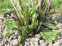 Red-veined sorrel