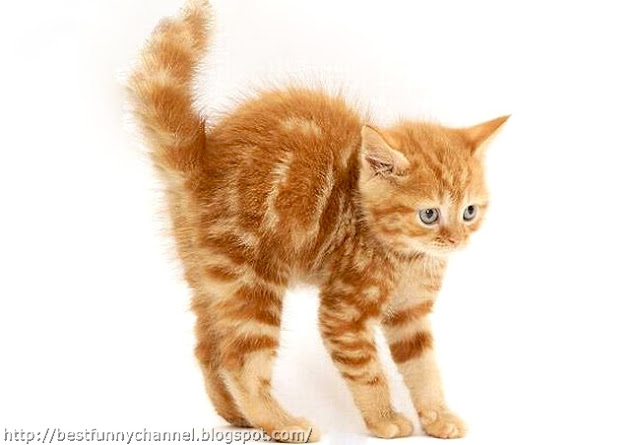 Funny red kitten.