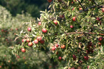 Have you ever seen an Apple tree?