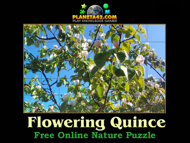 Flowering Quince Puzzle