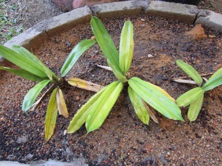 Bayu Lestari: TAMANAN HERBA - 1