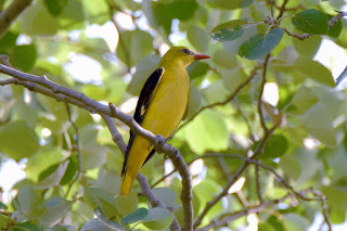 oropendola-europea-oriolus-oriolus-macho-