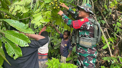 Tingkatkan Ekonomi, Satgas Yonif 122/Tombak Sakti Membantu memanen dan membeli Hasil Panen Warga Papua