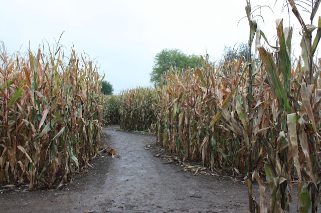 Twists and turns will have you guessing inside of the Richardson Corn Maze