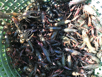 How to catch crawfish Sherburne WMA