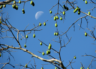 kapok seed pods