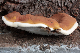 Ganoderma resinaceum