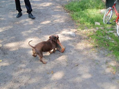 Strong Dachshund Seen On www.coolpicturegallery.us