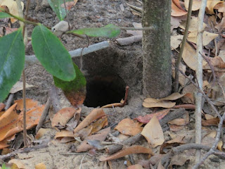 Lairo burrow, crab hole