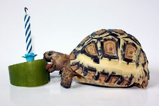 Animal Birthday Parties
