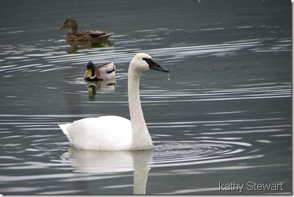 Adult with Mallard pair