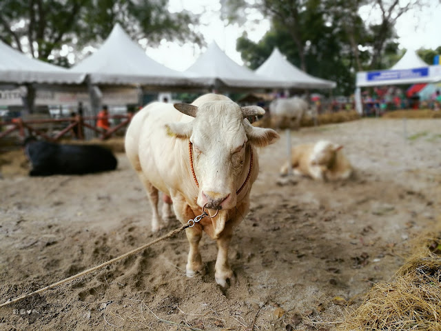 Pengalaman Pertama Kali Ke MAHA 2016