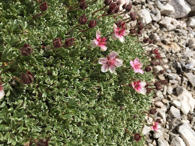 Potentilla nitida – Pink Cinquefoil, Triglav Rose (Cinquefoglia delle Dolomiti, Potentilla rosea)