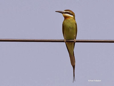 Abejaruco malgache Merops superciliosus