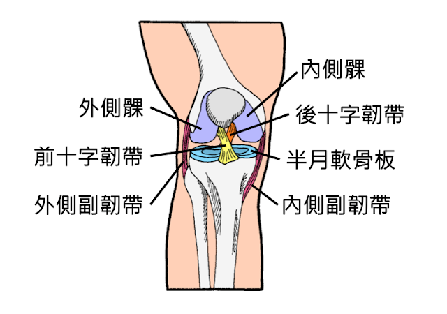 好痛痛 膝蓋 膝關節 外側副韌帶 內側腹韌帶 前十字韌帶 後十字韌帶 半月板 半月軟骨板