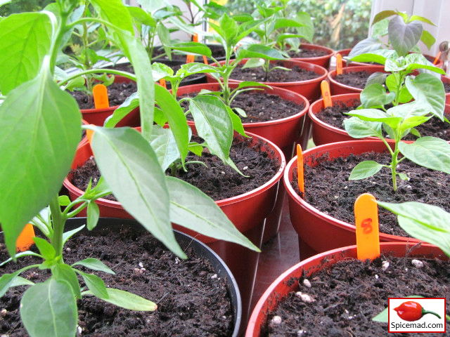 Chilli Plants in the Porch - 17th April 2020