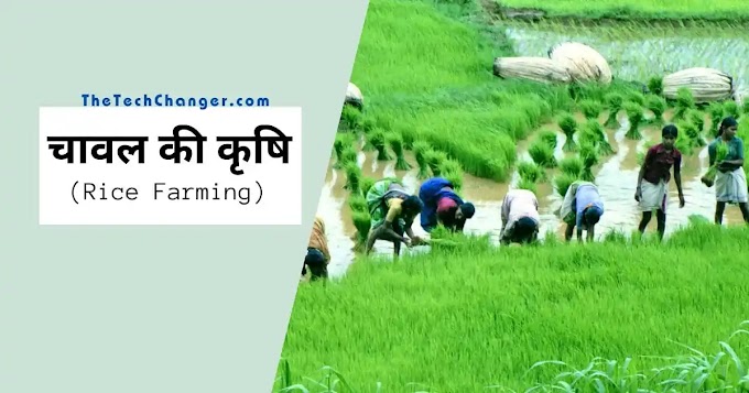 'चावल की खेती' के लिए आवश्यक भौगोलिक दशाएँ तथा विश्व वितरण प्रारूप | Chawal Ki Kheti