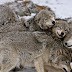 Unraveling the Mysteries of Wolves: Fascinating Facts About Nature's Wild Wonders