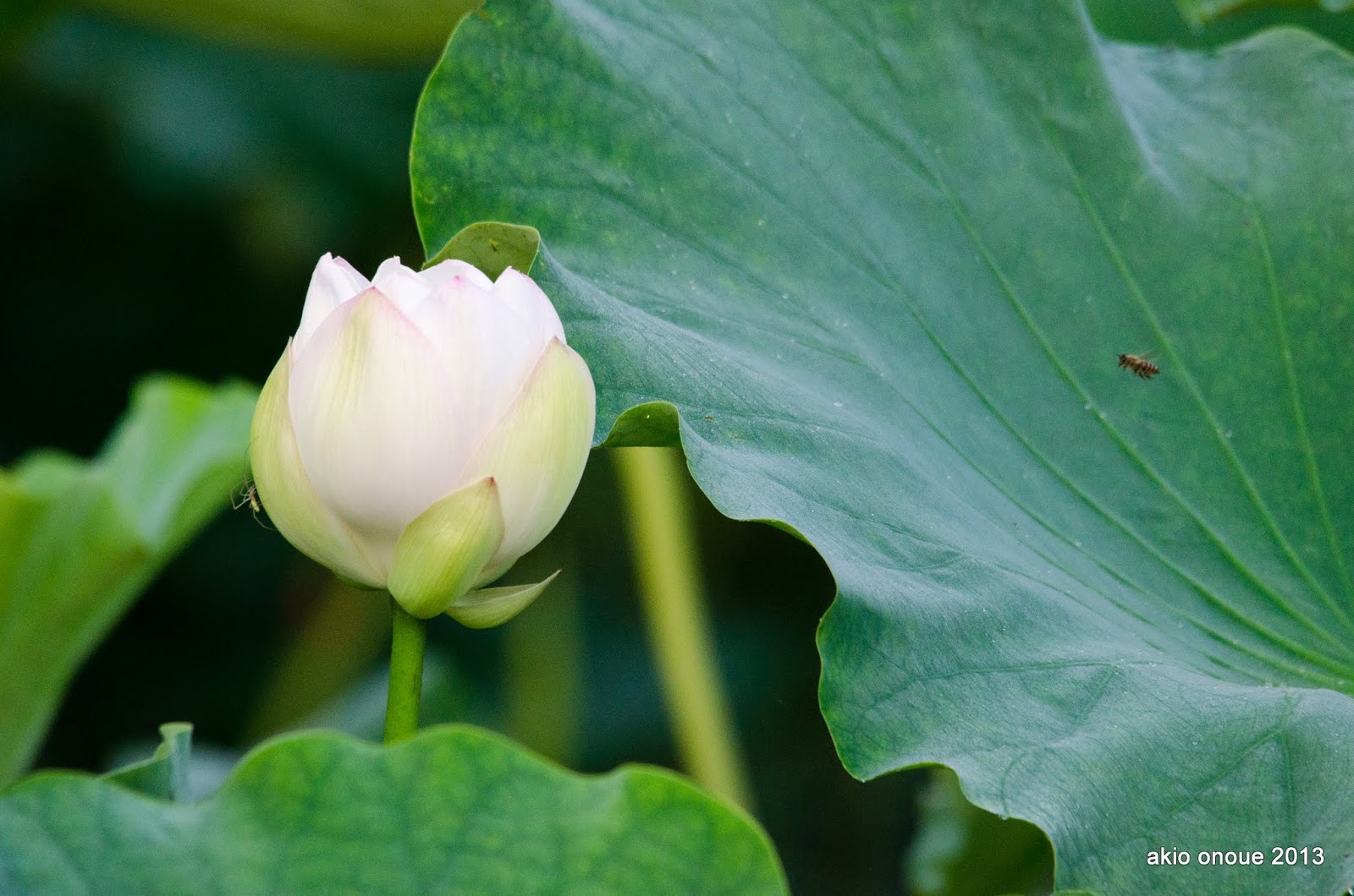 老人と瀬戸内海 蓮の花 ドラマが待ち受けていた 下手くそ写真家悔しいやら嬉しいやら