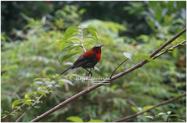 Crimson Sunbird