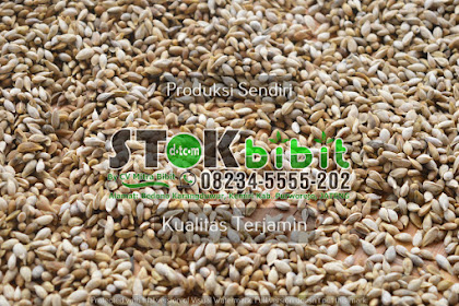 Sirsak                                                      budidaya tanaman sirsak